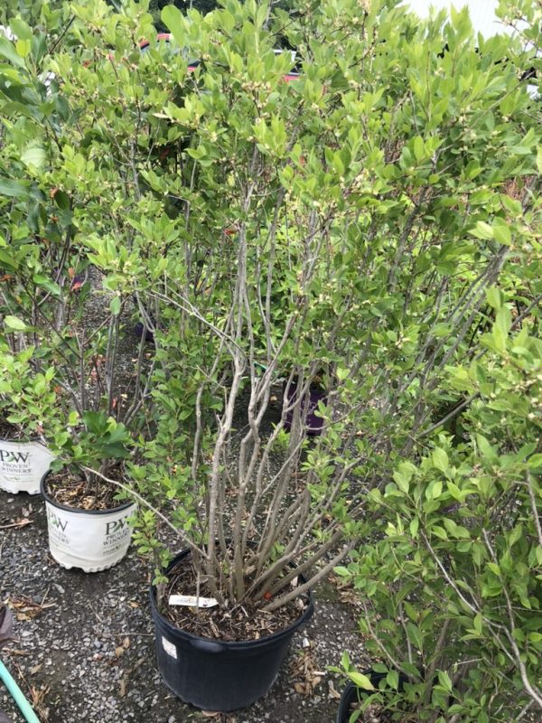 Shrubs with multiple slender trunks in a black pot, lush green foliage at a nursery sale.