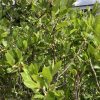 Green-leaved flowering shrub with numerous small white blossoms along woody stems in sunlight.