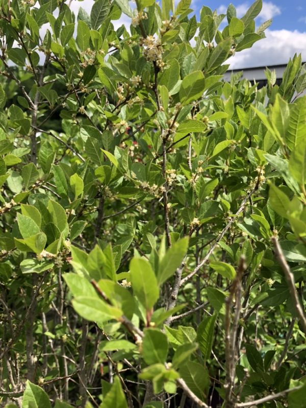 Green-leaved flowering shrub with numerous small white blossoms along woody stems in sunlight.