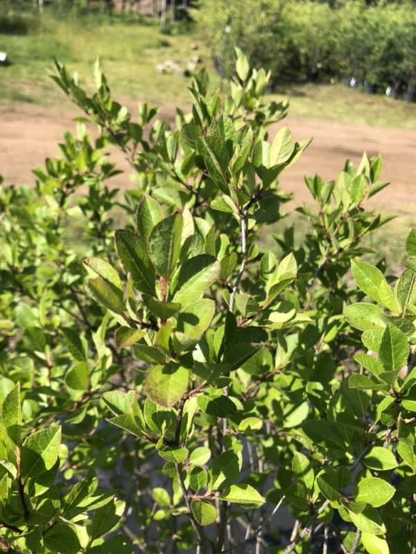 Close-up of a dense shrub with small oval green leaves in bright sunlight, a garden in the background.