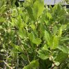 Close-up of a shrub with glossy green leaves and small white blossoms on slender brown branches, background slightly blurred.
