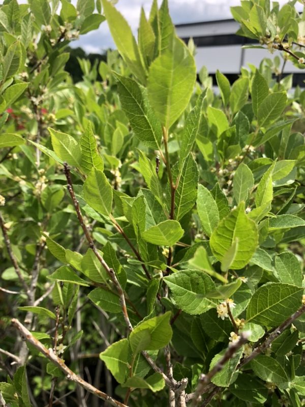 Close-up of a shrub with glossy green leaves and small white blossoms on slender brown branches, background slightly blurred.