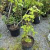 Young deciduous saplings in black pots arranged on gravel at a plant nursery.