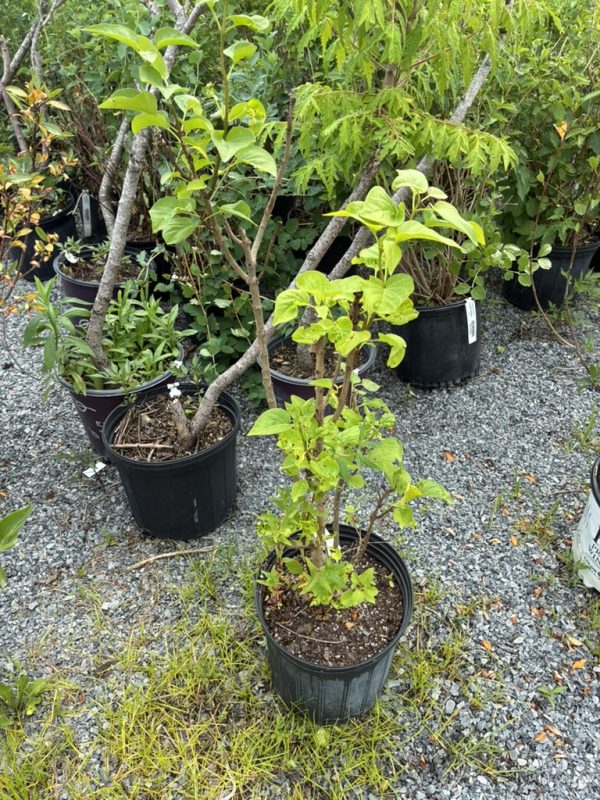 Young deciduous saplings in black pots arranged on gravel at a plant nursery.