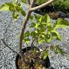 Potted young shrub with multiple woody stems and bright green oval leaves on a gravel surface.