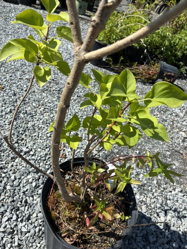Potted young shrub with multiple woody stems and bright green oval leaves on a gravel surface.