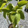 Close-up of bright green glossy leaves on a small potted plant in sunlight.