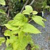 Young potted plant with bright green, oval leaves in a nursery setting.