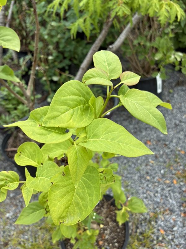 Young potted plant with bright green, oval leaves in a nursery setting.
