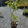 Young tree in a black plastic pot on a gravel lot at a plant nursery with a greenhouse in the background.