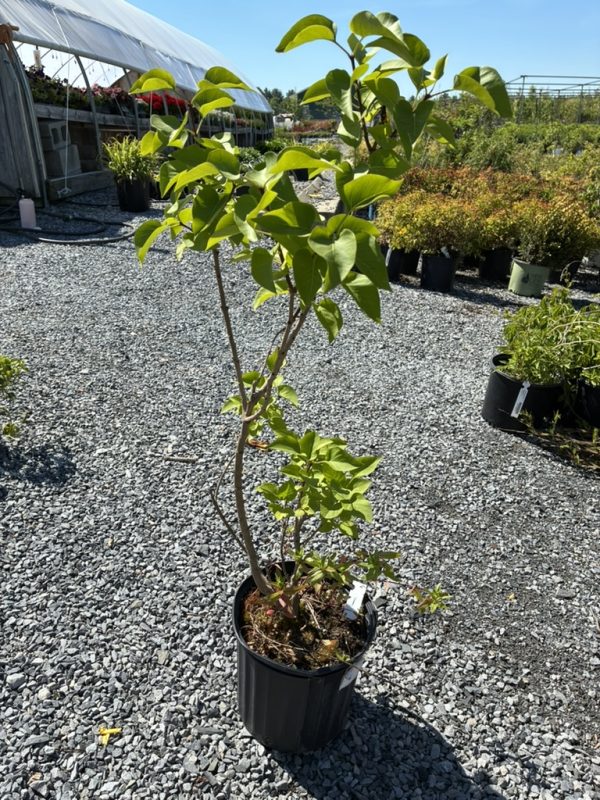 Young tree in a black plastic pot on a gravel lot at a plant nursery with a greenhouse in the background.