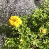 Yellow flower on a small green shrub with a rocky gravel background, close-up view