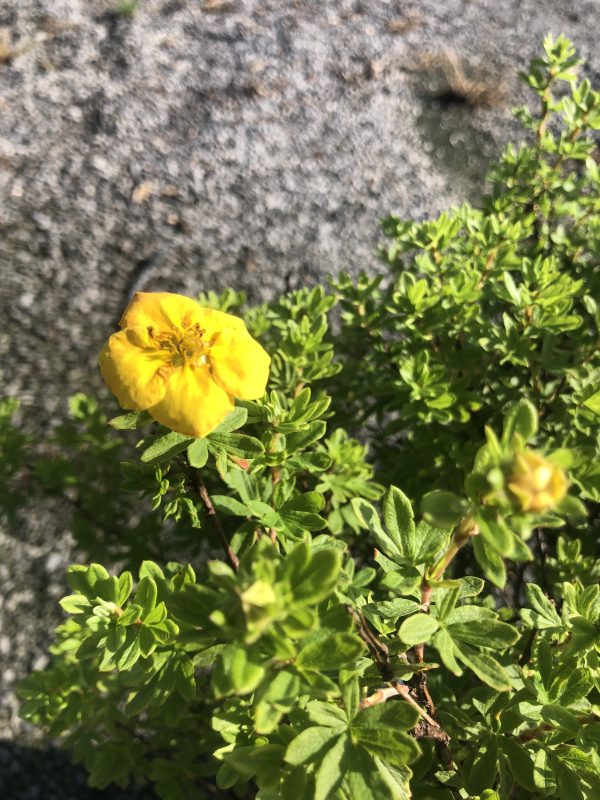 Yellow flower on a small green shrub with a rocky gravel background, close-up view