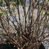 Close-up of a potted shrub with numerous bare brown branches and a few green leaves; small yellow seeds scattered on the soil surface.