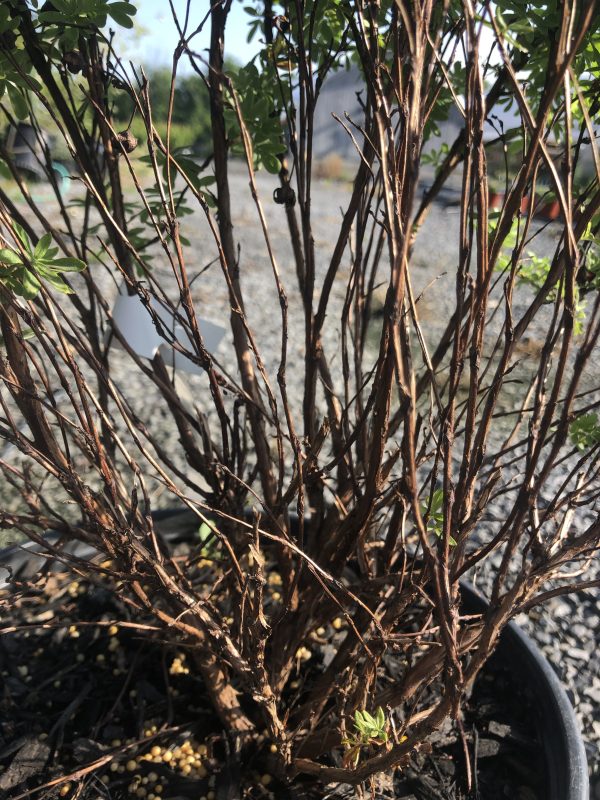 Close-up of a potted shrub with numerous bare brown branches and a few green leaves; small yellow seeds scattered on the soil surface.