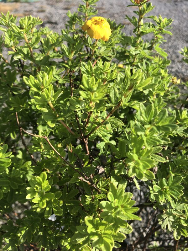 Yellow cinquefoil flower on a dense green shrub with small oval leaves