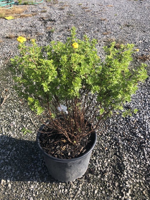 Potted shrub with small green leaves and yellow flowers resting on a gravel surface.