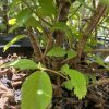Close-up of a small shrub with bright green serrated leaves and brown stems, growing in a bed of dried mulch.
