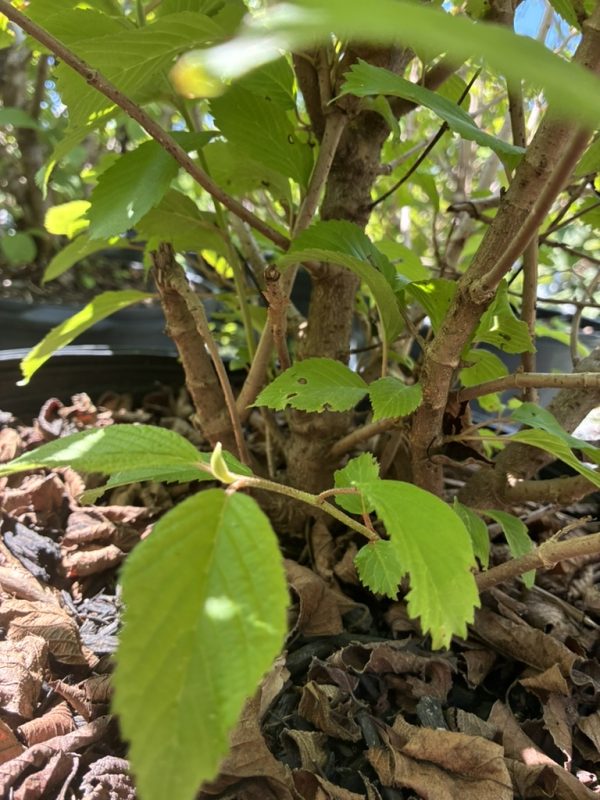 Close-up of a small shrub with bright green serrated leaves and brown stems, growing in a bed of dried mulch.