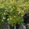 Dense, green shrub in a black plastic nursery pot on gravel outdoors; serrated leaves and thin, woody stems with a plant tag visible.