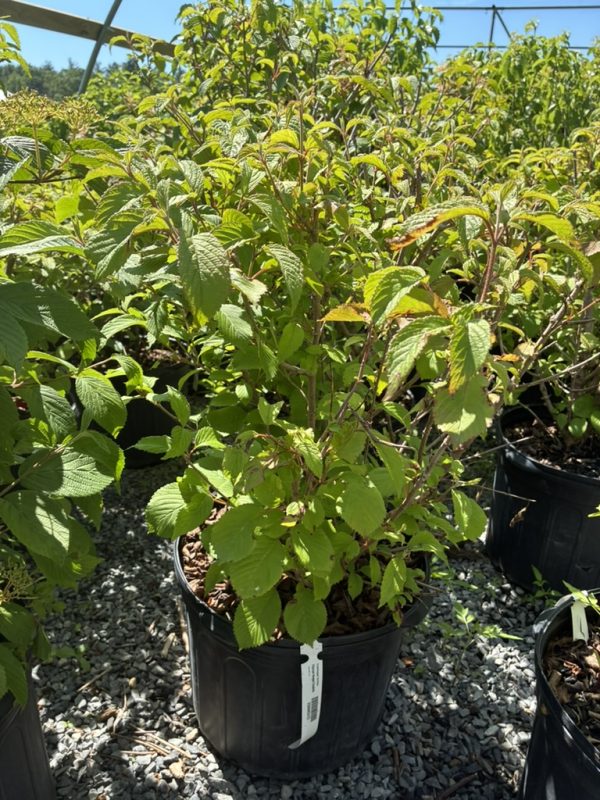 Dense, green shrub in a black plastic nursery pot on gravel outdoors; serrated leaves and thin, woody stems with a plant tag visible.