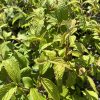 Close-up of a leafy shrub with bright green, serrated leaves and visible veins in sunlight.