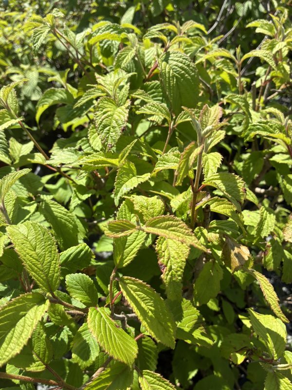 Close-up of a leafy shrub with bright green, serrated leaves and visible veins in sunlight.