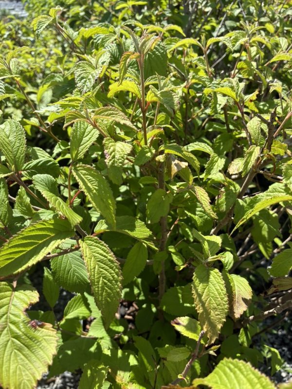 Close-up of a sunlit shrub with serrated green leaves and woody brown stems.