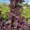 Purple-leaved shrub with dense, maroon leaves in a garden-center display under a sunny sky.