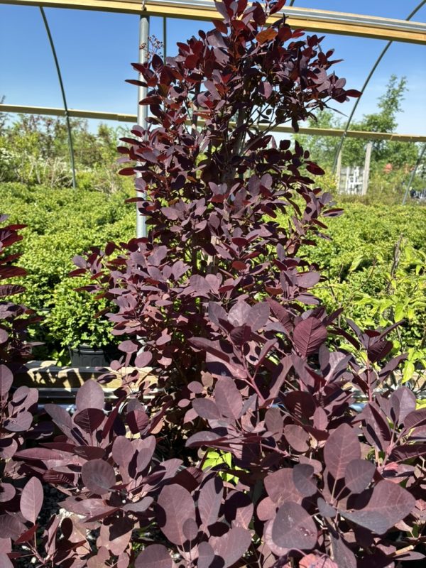 Purple-leaved shrub with dense, maroon leaves in a garden-center display under a sunny sky.