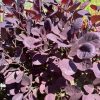 Purple-leaved ornamental shrub with round oval leaves in bright sunlight on a sunny day.