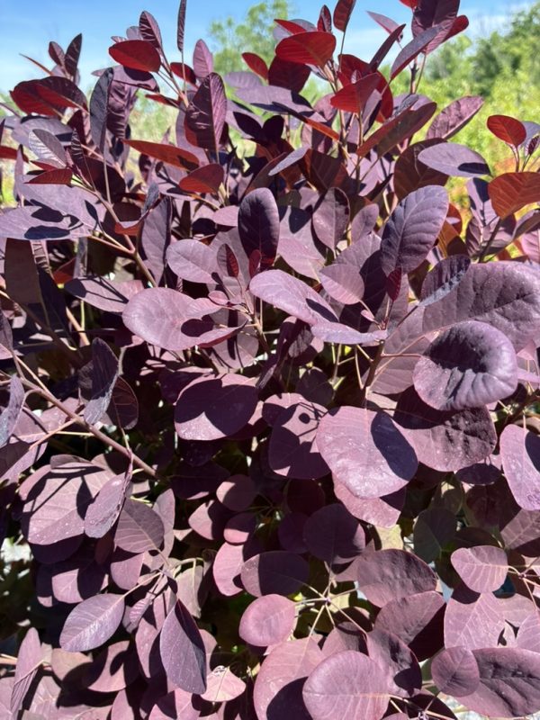 Purple-leaved ornamental shrub with round oval leaves in bright sunlight on a sunny day.