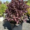 Ornamental shrub with dark burgundy, round leaves in a black nursery pot on a gravel surface at a plant nursery, outdoors.