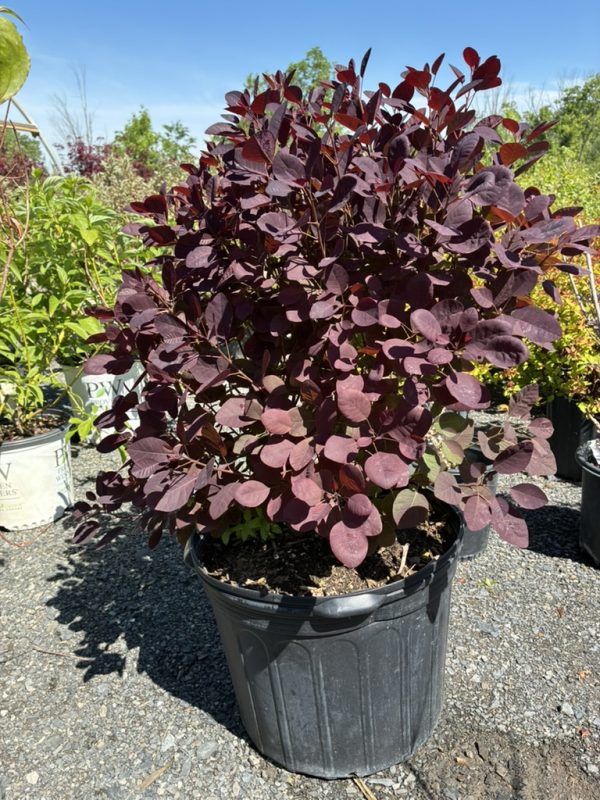 Ornamental shrub with dark burgundy, round leaves in a black nursery pot on a gravel surface at a plant nursery, outdoors.