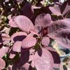 Purple-leaved ornamental shrub with rounded burgundy leaves in sunlight.