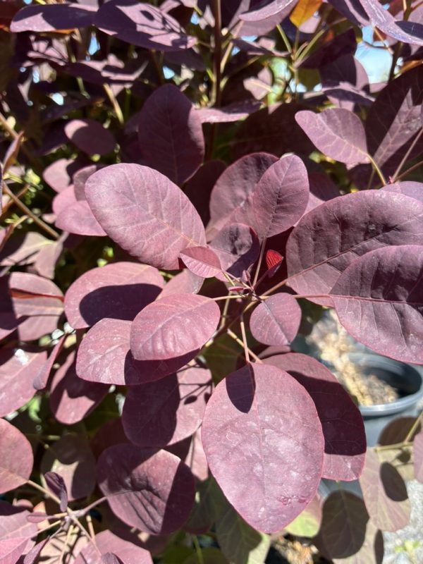 Purple-leaved ornamental shrub with rounded burgundy leaves in sunlight.