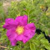 Bright pink rose in a pot with yellow center and green serrated leaves in the background, close-up view.