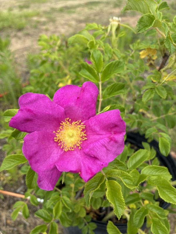 Bright pink rose in a pot with yellow center and green serrated leaves in the background, close-up view.