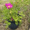 Bright pink rose bloom in a black plastic pot with green thorny stems outdoors on bare soil.