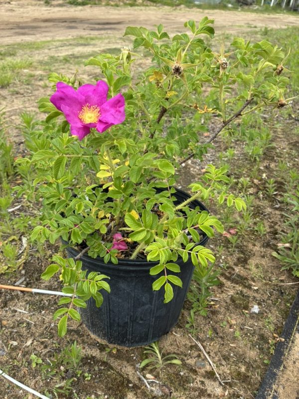 Bright pink rose bloom in a black plastic pot with green thorny stems outdoors on bare soil.