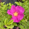 Bright pink flower with a yellow center bloom among green serrated leaves.