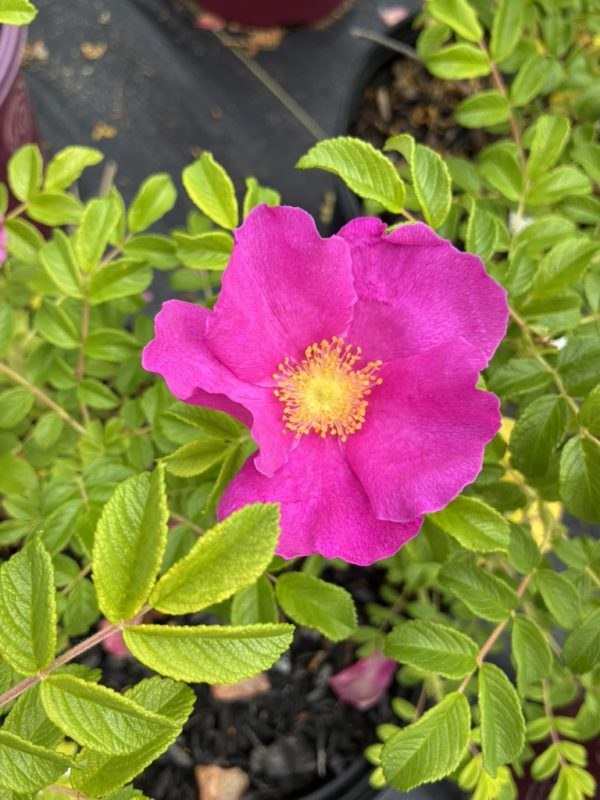 Bright pink flower with a yellow center bloom among green serrated leaves.
