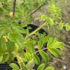 Close-up of a potted rose plant with compound, serrated green leaves and thorny stems.