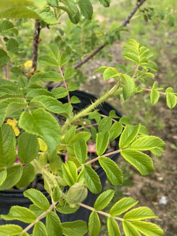 Close-up of a potted rose plant with compound, serrated green leaves and thorny stems.