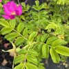 Pink rose bloom with bright green serrated leaves and a developing rose hip on a thorny stem in a garden pot area.