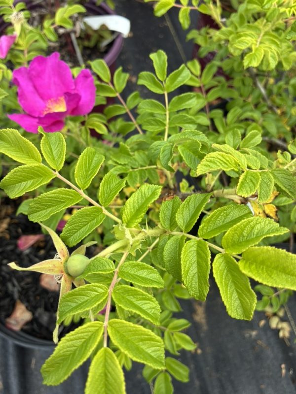 Pink rose bloom with bright green serrated leaves and a developing rose hip on a thorny stem in a garden pot area.