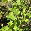 Close-up of glossy green leaves on a sunlit shrub with brown branches in a garden edge morning light.