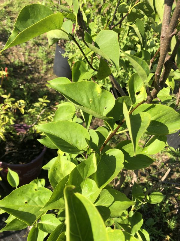 Close-up of glossy green leaves on a sunlit shrub with brown branches in a garden edge morning light.