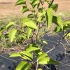 Young potted plant with bright green leaves outdoors in sunlight.