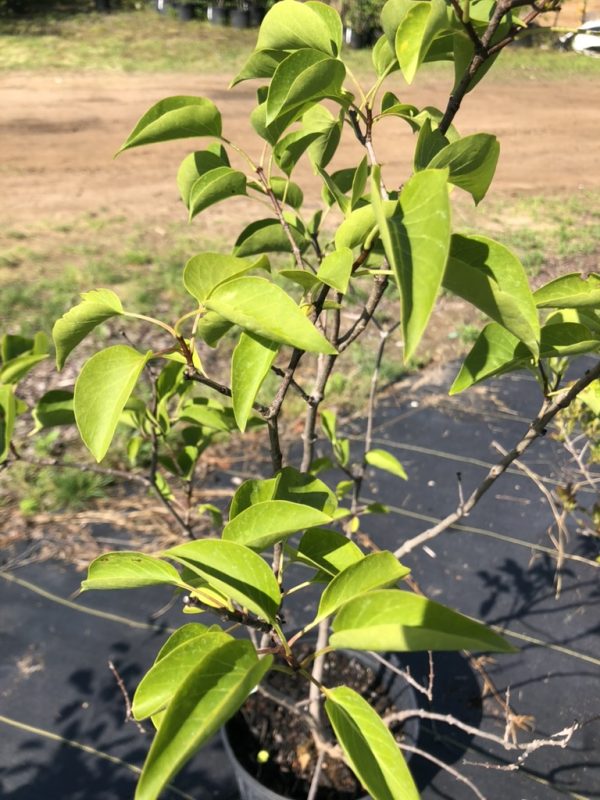 Young potted plant with bright green leaves outdoors in sunlight.